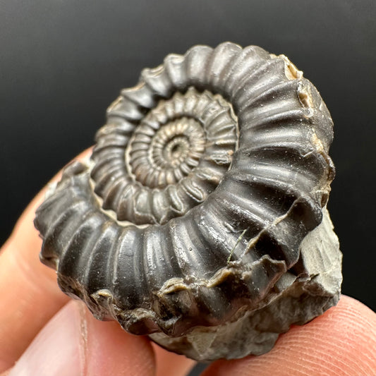 Gagaticeras Ammonite fossil with box and stand - Whitby, North Yorkshire Jurassic Coast Yorkshire Fossils