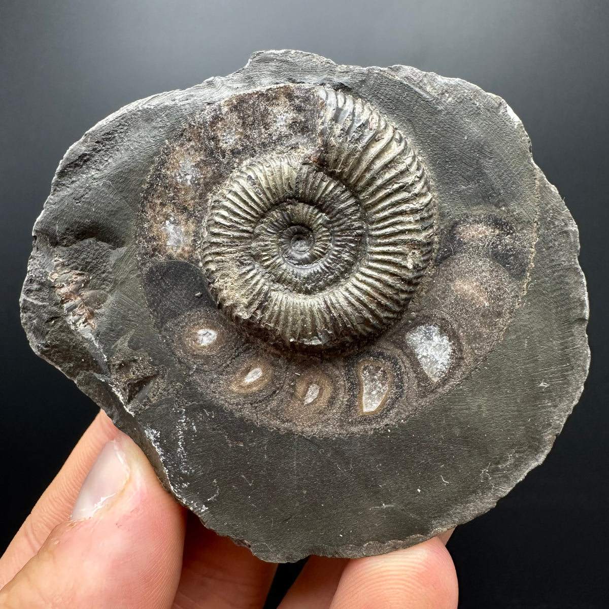 Dactylioceras Ammonite Fossil With box and Stand - Whitby, North Yorkshire Jurassic Coast Yorkshire Fossils