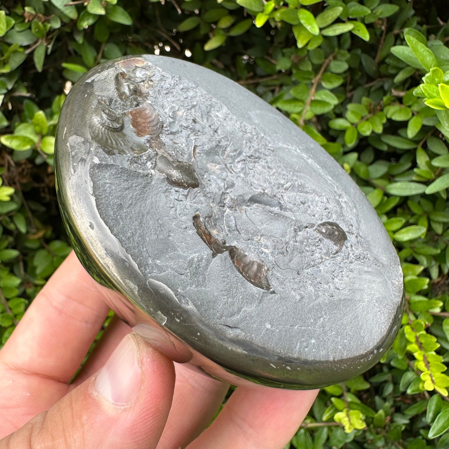 Golden Egg (GENUINE) Ammonite Fossil With Stand - Whitby, North Yorkshire Jurassic Coast Yorkshire Fossils
