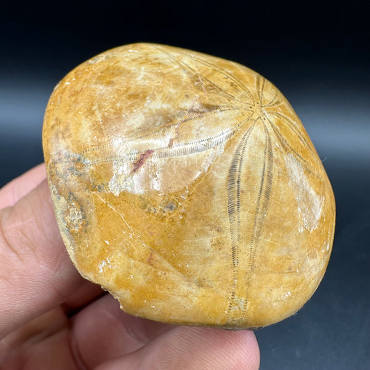 Holectypus Sea Urchin Fossil With Box And Stand - Middle Jurassic Madagascar