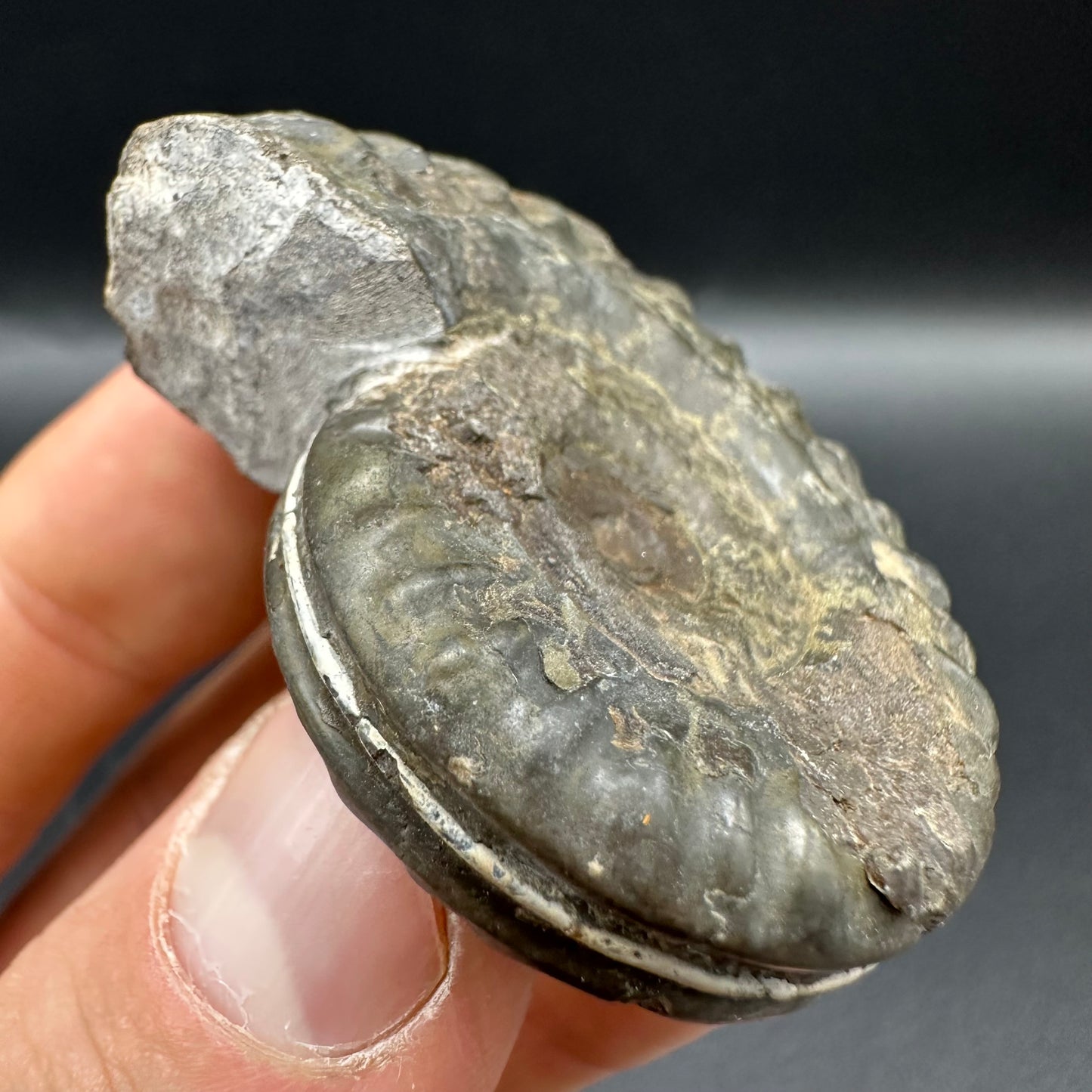 Hildoceras lusitanicum Ammonite fossil with box and stand - Whitby, North Yorkshire, Jurassic Coast, Yorkshire Fossils from the Jurassic Coast