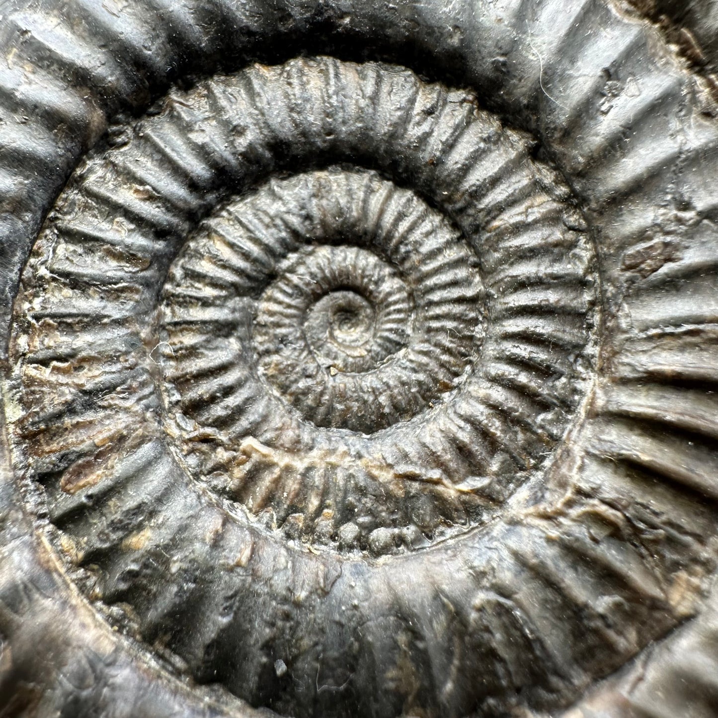 Dactylioceras Ammonite Fossil - Whitby, North Yorkshire Jurassic Coast Yorkshire Fossils