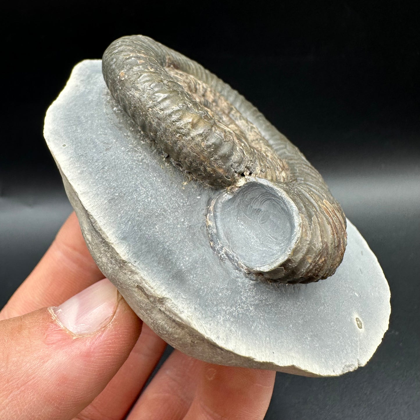 Zugodactylites ammonite fossil with box and stand - Whitby, North Yorkshire Jurassic Coast, Yorkshire fossils