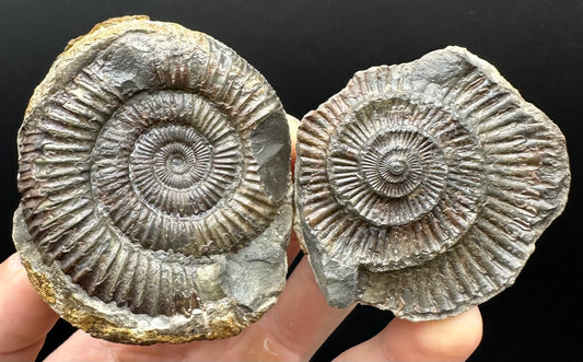 Dactylioceras Ammonite nodule (split pair) Fossil With Box And Stand - Whitby, North Yorkshire Jurassic Coast Yorkshire Fossils