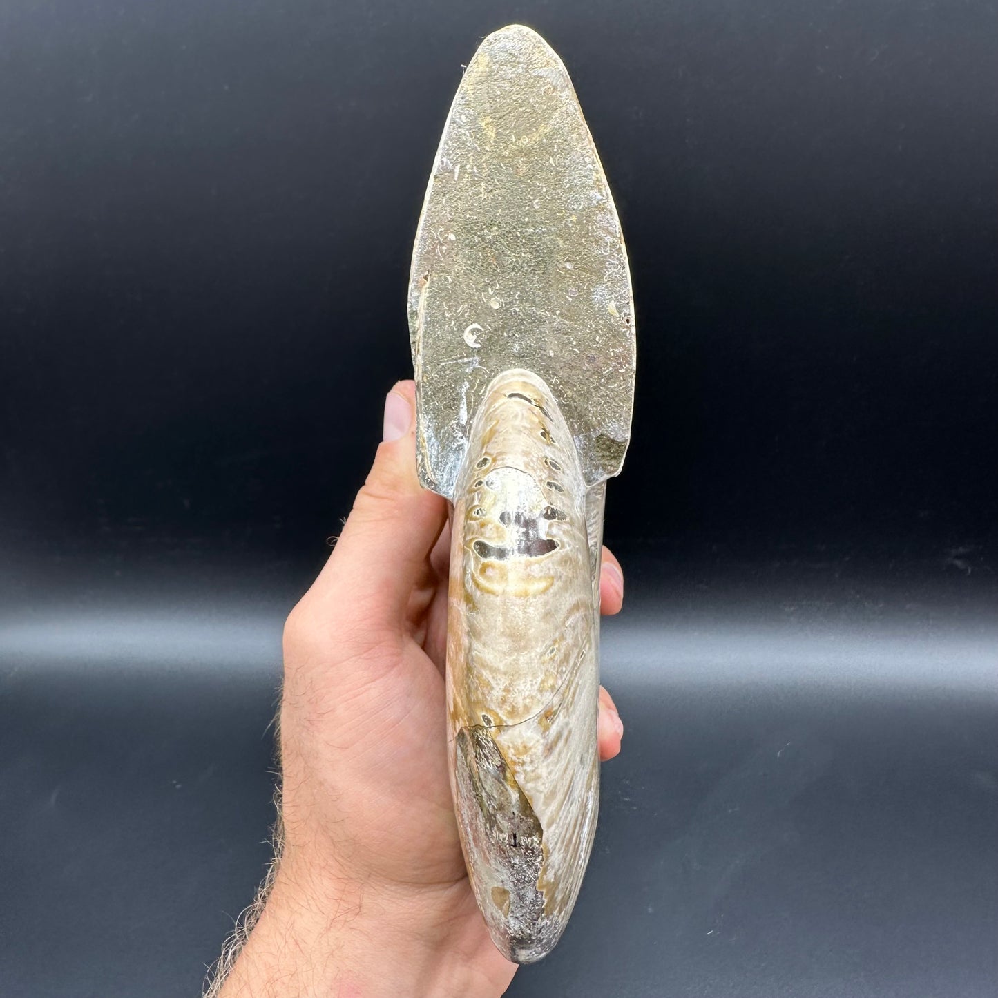 Cleoniceras Ammonite Fossil With Stand - Cretaceous Ammonite Madagascar