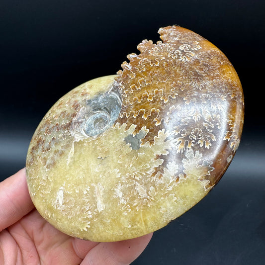 Cleoniceras Ammonite Fossil With Box And Stand - Cretaceous Ammonite Madagascar