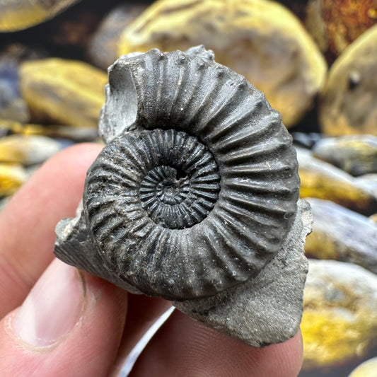 Pleuroceras hawskerense ammonite fossil - Whitby, North Yorkshire Jurassic Coast, Yorkshire fossils