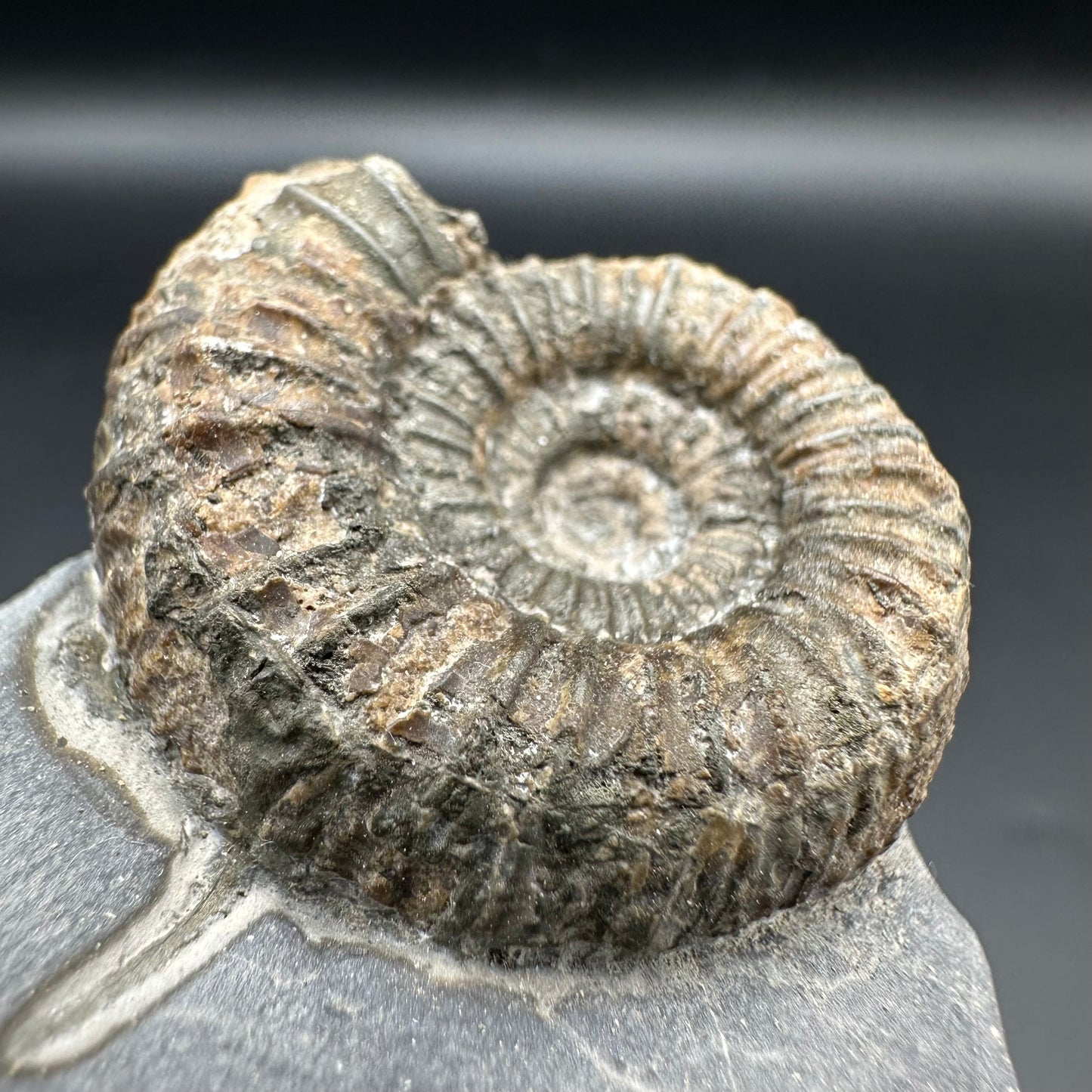 Catacoeloceras Sp. ammonite fossil with box and stand- Whitby, North Yorkshire Jurassic Coast Yorkshire Fossils