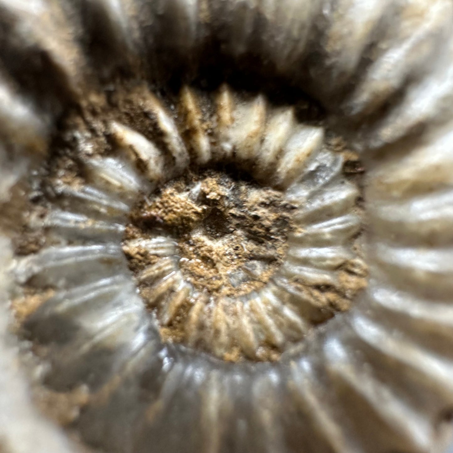 Androgynoceras capricornus Ammonite fossil with box and stand - Whitby, North Yorkshire Jurassic Coast Yorkshire Fossils