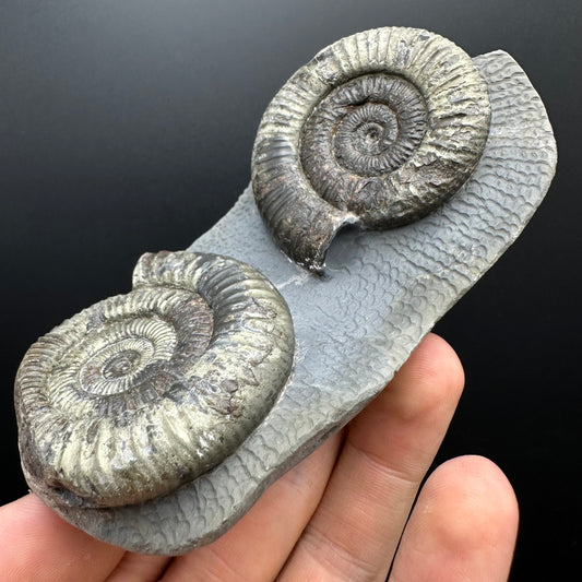 Dactylioceras Ammonite Fossil With Stand - Whitby, North Yorkshire Jurassic Coast Yorkshire Fossils