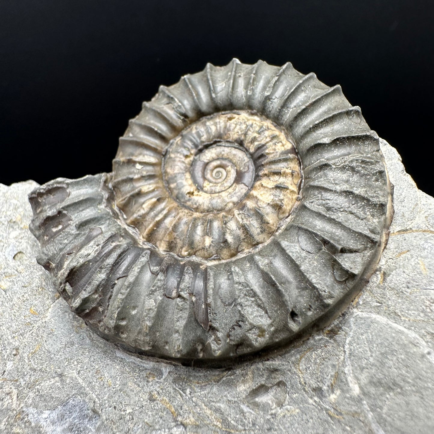 Arnioceras ammonite shell fossil with box and stand - Whitby, North Yorkshire Jurassic Coast Yorkshire Fossils