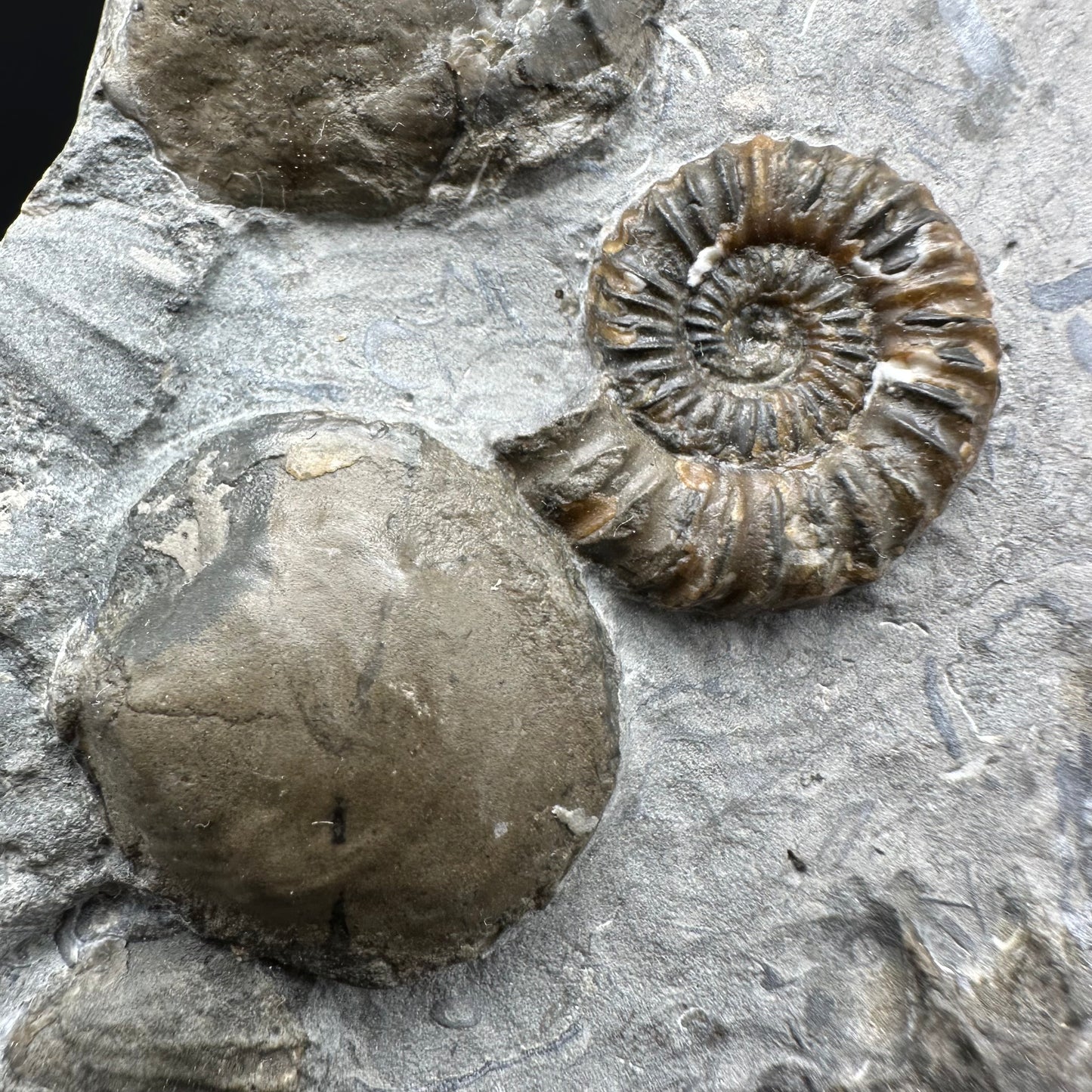 Androgynoceras capricornus Ammonite fossil with box and stand - Whitby, North Yorkshire Jurassic Coast Yorkshire Fossils