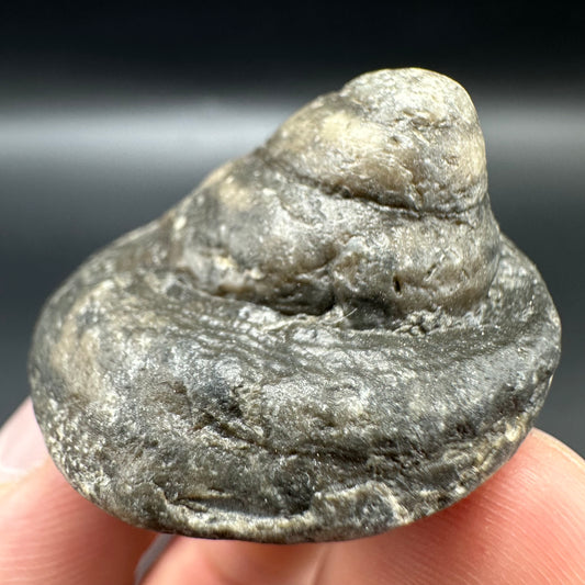 Gastropod Fossil Shell With Tin And Stand - Whitby, North Yorkshire, Jurassic Coast, Yorkshire Fossils