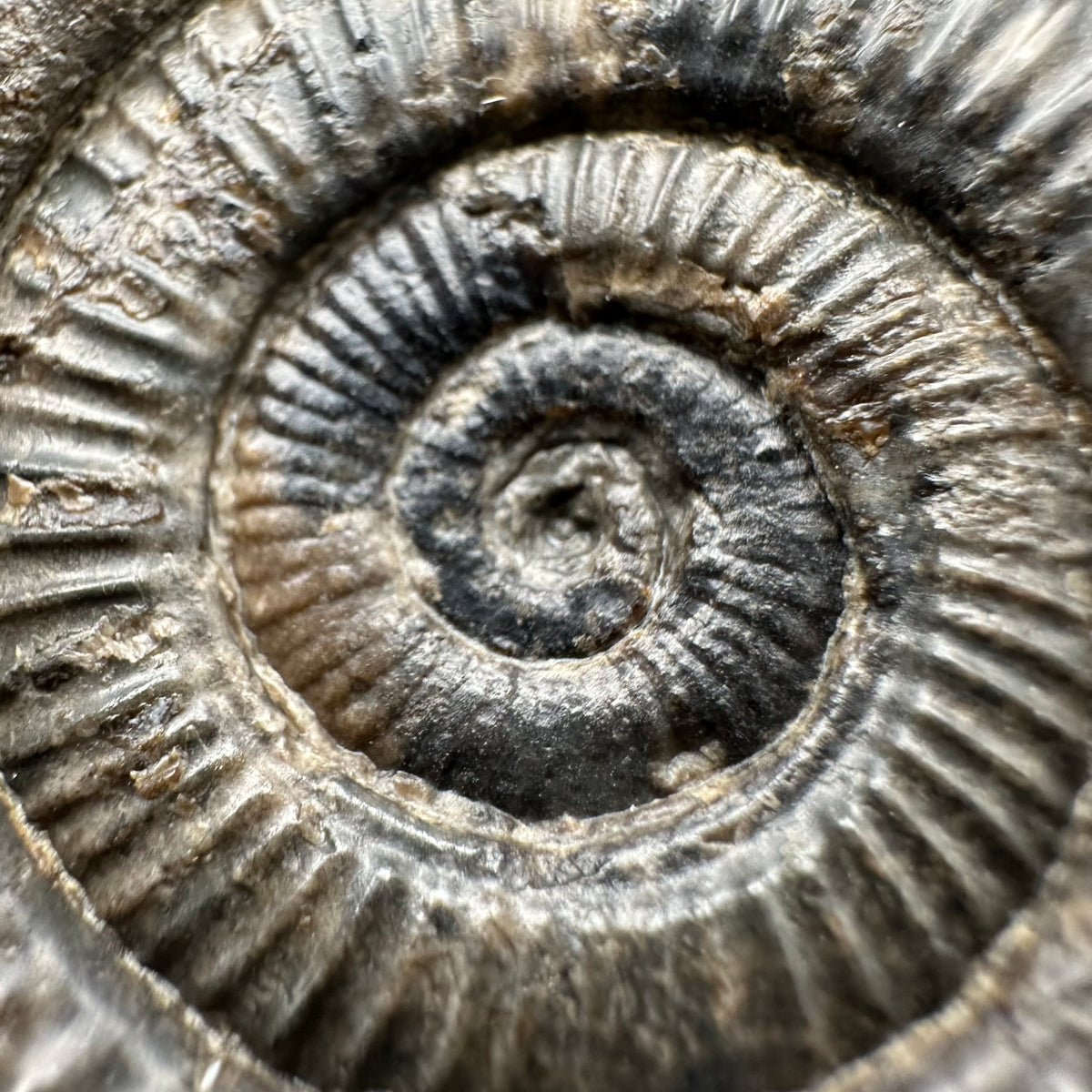 Dactylioceras Ammonite Fossil With Stand - Whitby, North Yorkshire Jurassic Coast Yorkshire Fossils