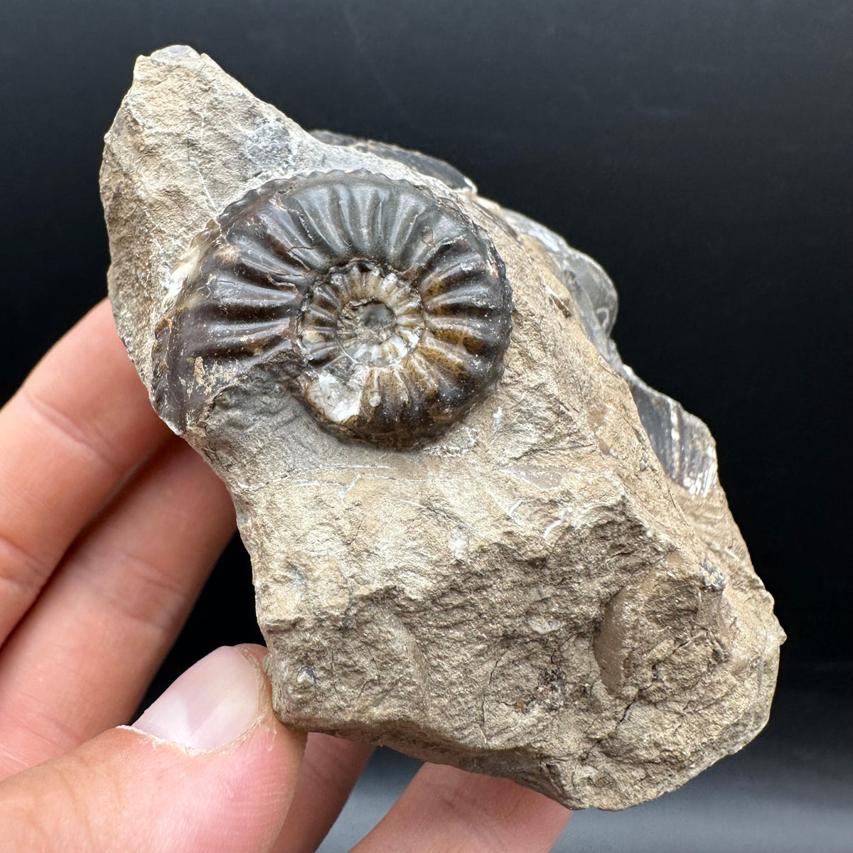 Amaltheus subnodosus Ammonite fossil with stand - Whitby, North Yorkshire Jurassic Coast Yorkshire Fossils