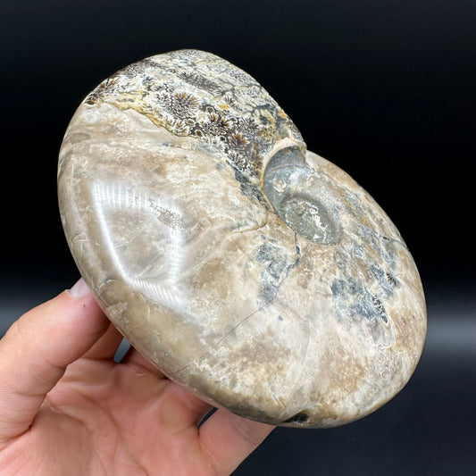 Cleoniceras Ammonite Fossil With Stand - Cretaceous Ammonite Madagascar