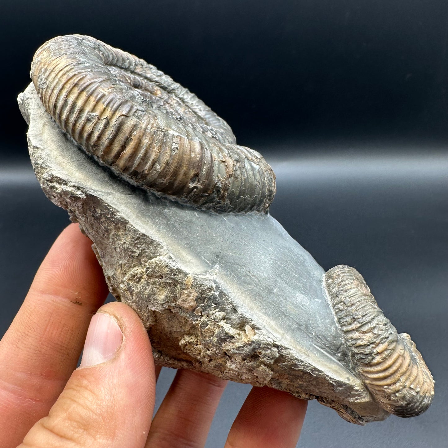 Dactylioceras Ammonite Fossil With Stand - Whitby, North Yorkshire Jurassic Coast Yorkshire Fossils