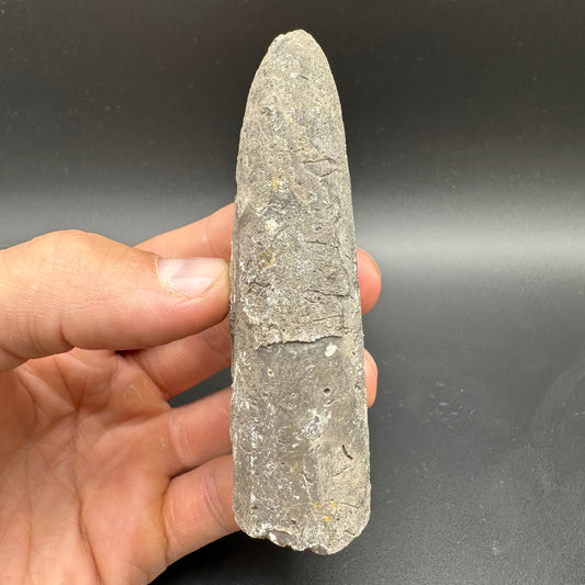 Belemnite (Fossil Squid) shell fossil with box and stand - Whitby, North Yorkshire Jurassic Coast Yorkshire Fossils