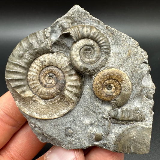 Arnioceras ammonite shell fossil with box and stand - Whitby, North Yorkshire Jurassic Coast Yorkshire Fossils