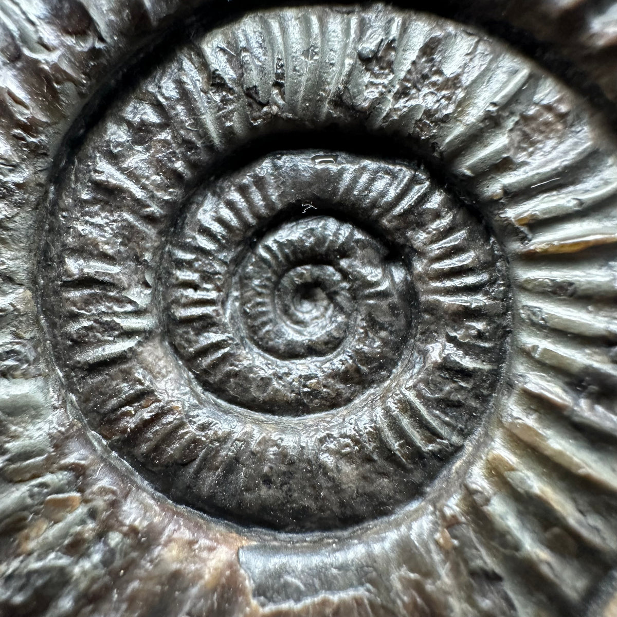Dactylioceras Ammonite Fossil With box and Stand - Whitby, North Yorkshire Jurassic Coast Yorkshire Fossils