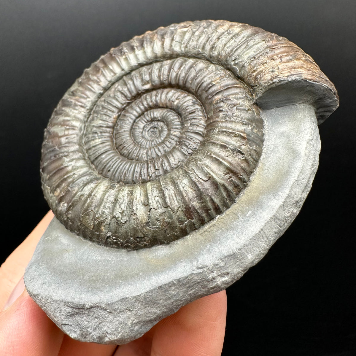 Dactylioceras Ammonite Fossil With box and Stand - Whitby, North Yorkshire Jurassic Coast Yorkshire Fossils