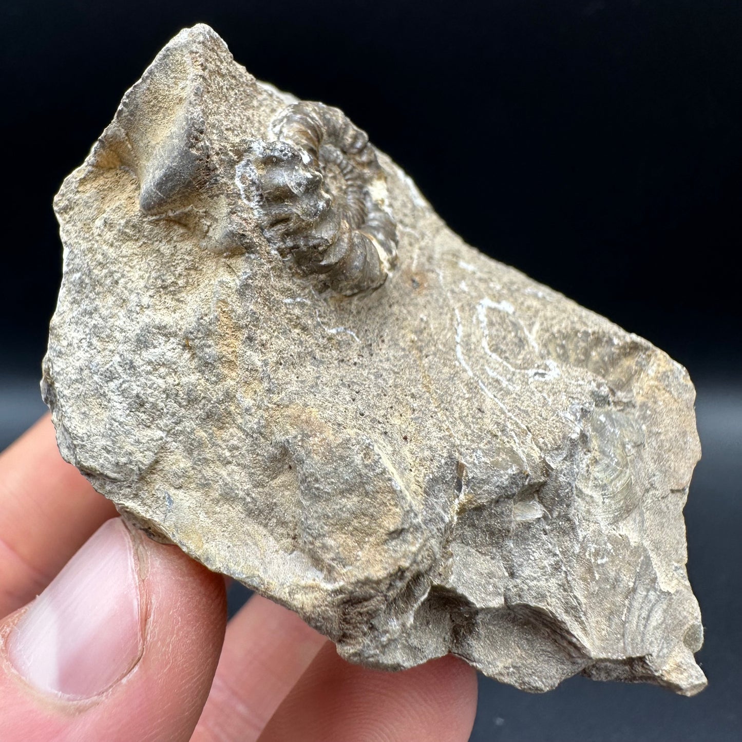 Androgynoceras capricornus Ammonite fossil with box and stand - Whitby, North Yorkshire Jurassic Coast Yorkshire Fossils