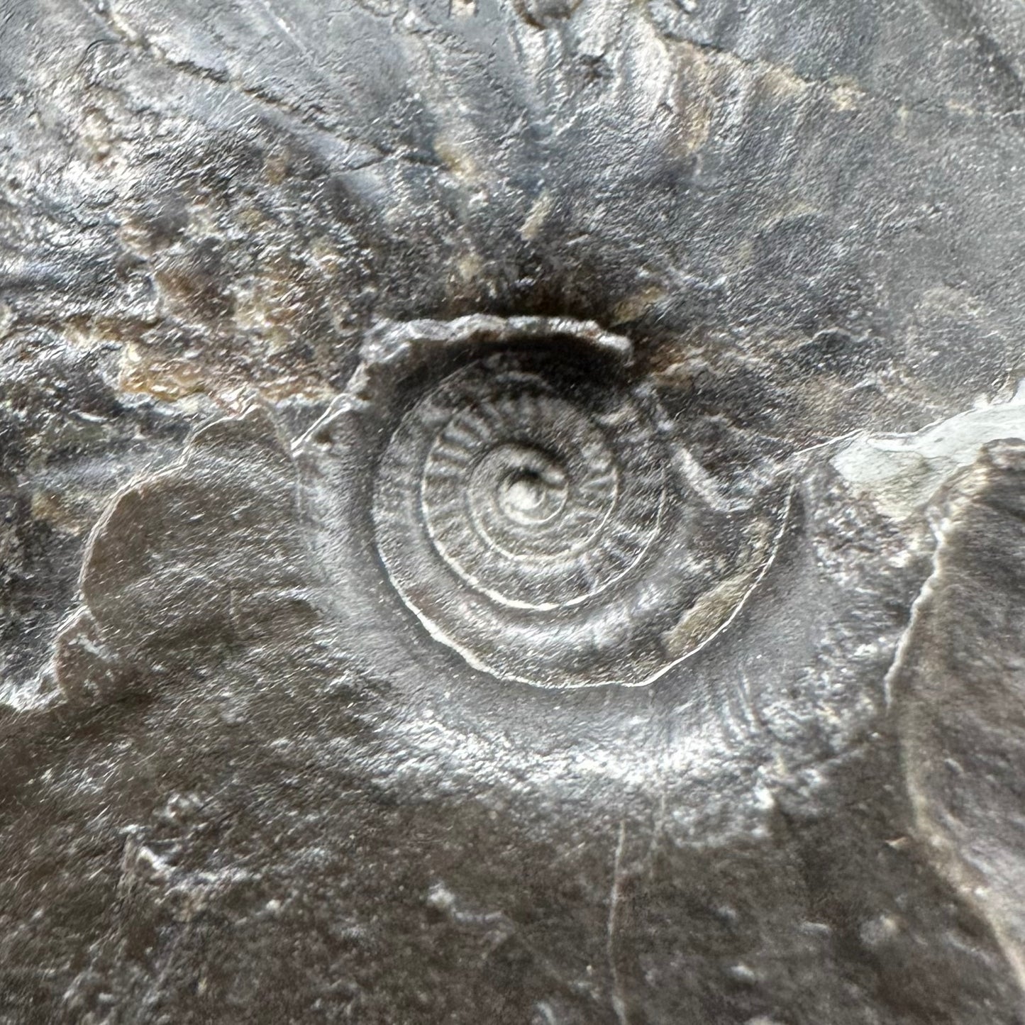 Oxynoticeras ammonite fossil with box and stand - Whitby, North Yorkshire Jurassic Coast Yorkshire Fossils
