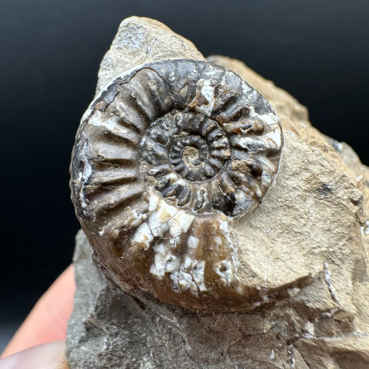 Amaltheus subnodosus Ammonite fossil with stand - Whitby, North Yorkshire Jurassic Coast Yorkshire Fossils