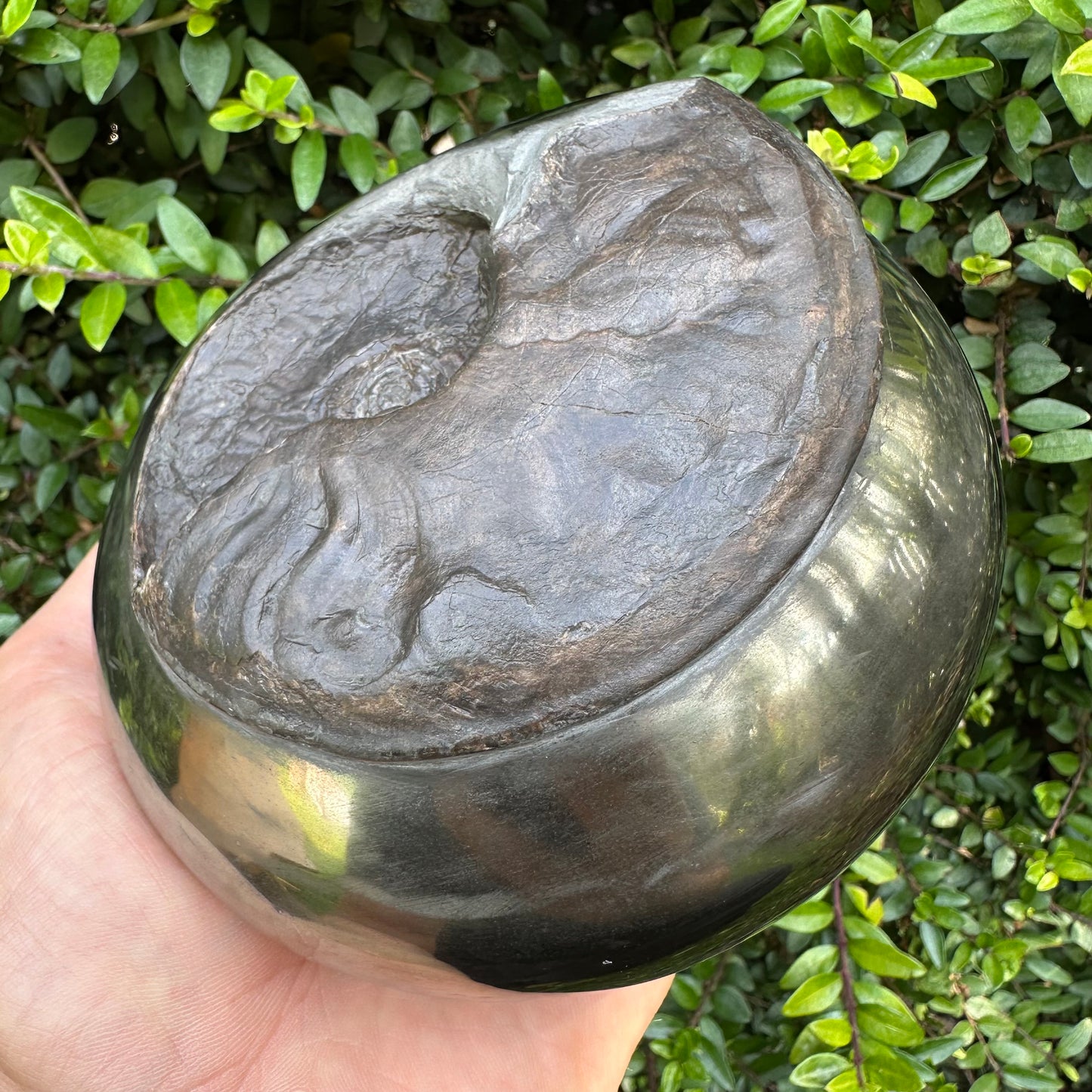 Golden Egg (GENUINE) Ammonite Fossil With Stand - Whitby, North Yorkshire Jurassic Coast Yorkshire Fossils