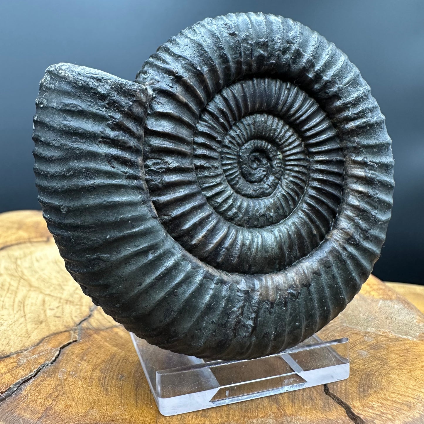 Dactylioceras Ammonite Fossil With box and Stand - Whitby, North Yorkshire Jurassic Coast Yorkshire Fossils