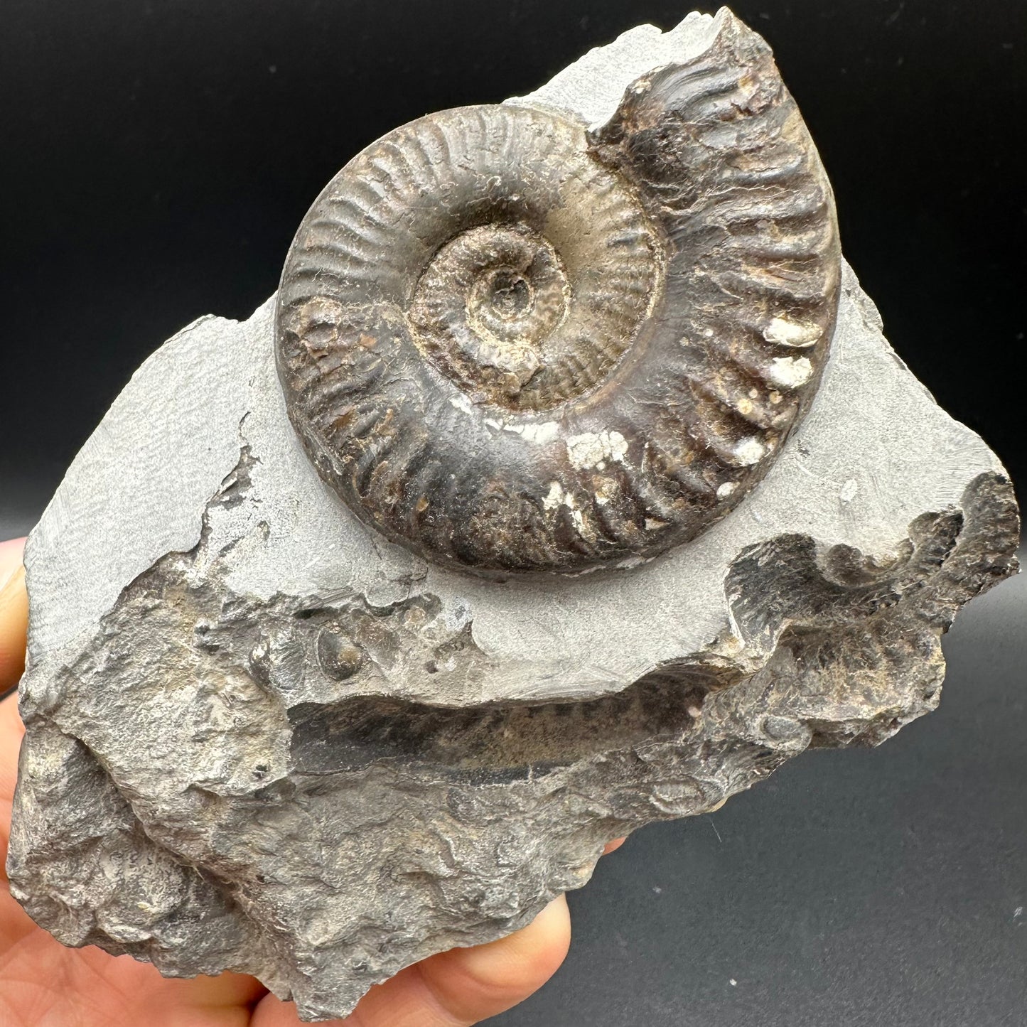 Grammoceras thoaurense Ammonite shell fossil with box and stand - Whitby, North Yorkshire, Yorkshire Fossils from the Jurassic Coast