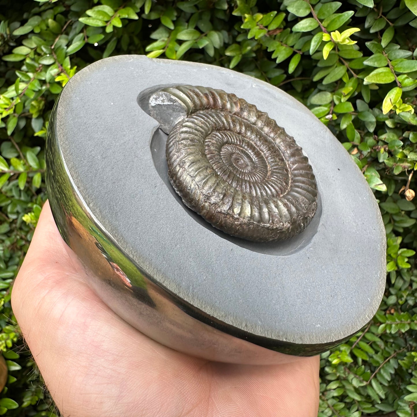 Golden Egg (IMPLANT) Ammonite fossil with stand - Whitby, North Yorkshire Jurassic Coast