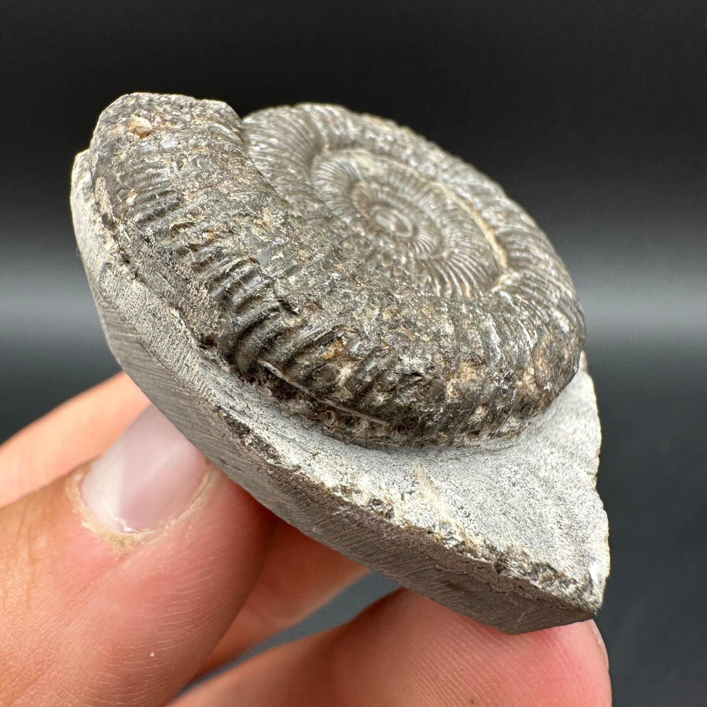 Dactylioceras Ammonite Fossil With Box And Stand - Whitby, North Yorkshire Jurassic Coast Yorkshire Fossils