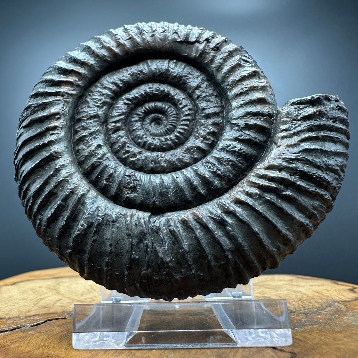 Dactylioceras Ammonite Fossil With box and Stand - Whitby, North Yorkshire Jurassic Coast Yorkshire Fossils