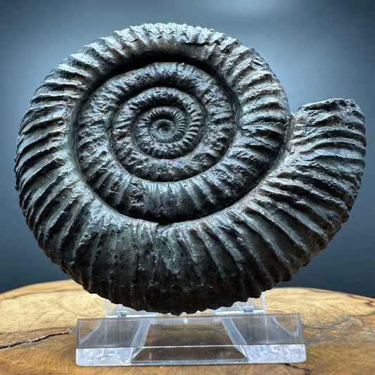 Dactylioceras Ammonite Fossil With box and Stand - Whitby, North Yorkshire Jurassic Coast Yorkshire Fossils