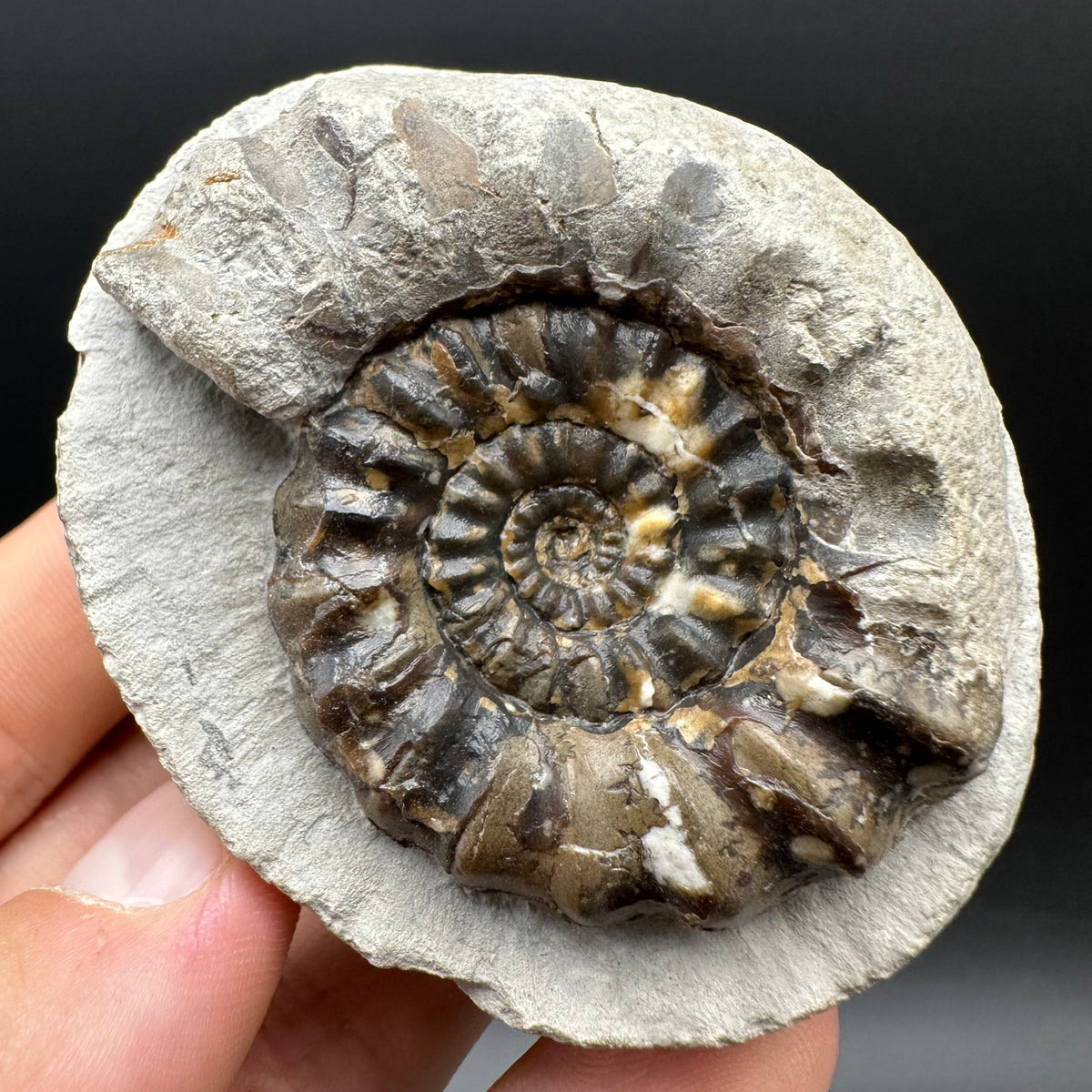Androgynoceras maculatum ammonite fossil with box and stand - Whitby, North Yorkshire Jurassic Coast Yorkshire Fossils