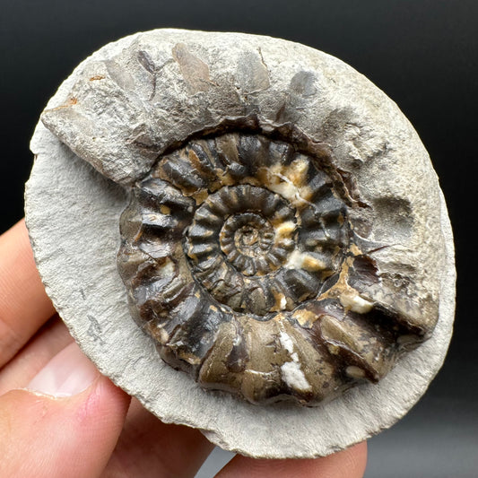 Androgynoceras maculatum ammonite fossil with box and stand - Whitby, North Yorkshire Jurassic Coast Yorkshire Fossils