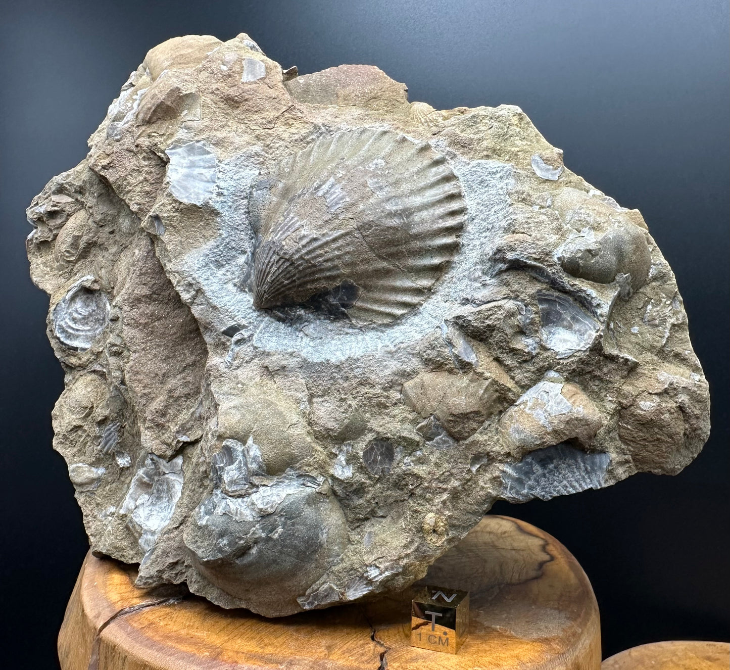 Shell fossil with stand - Whitby, North Yorkshire, Jurassic Coast, Yorkshire Fossils