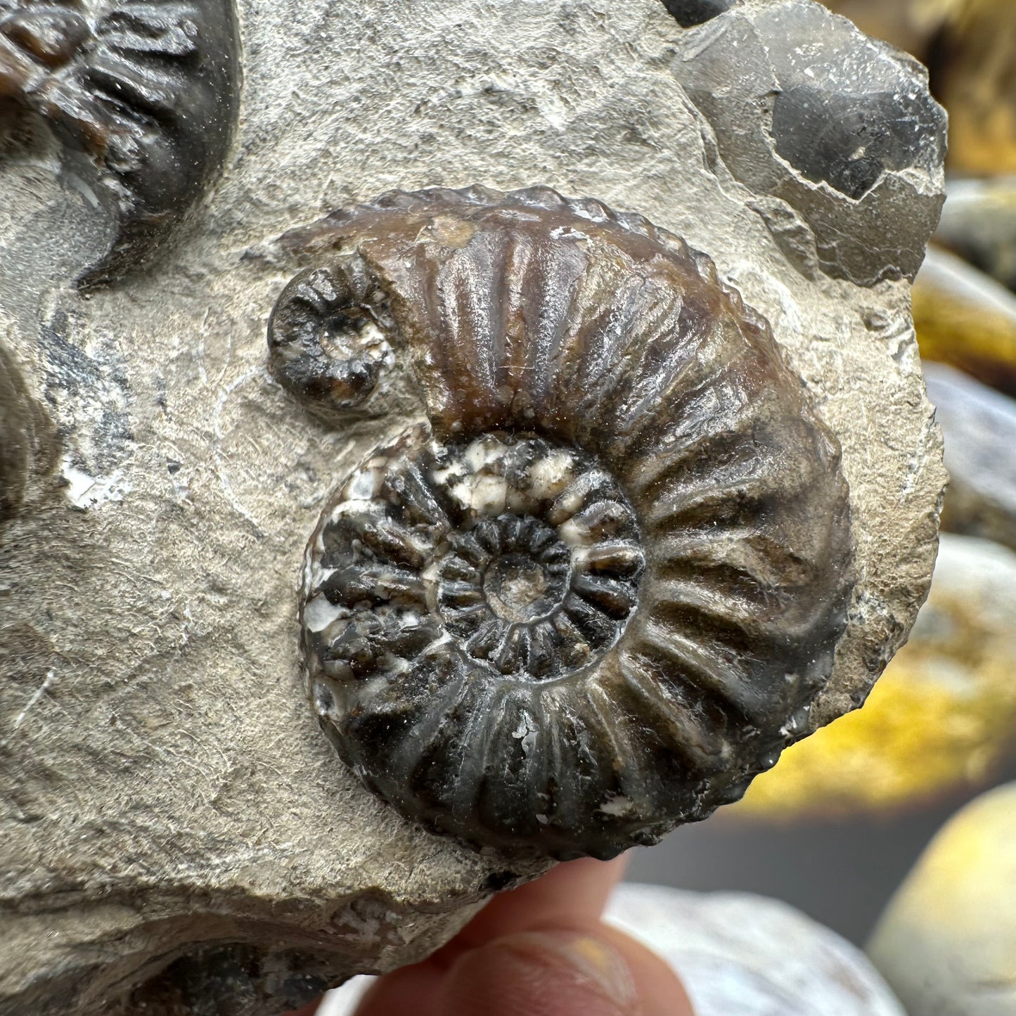 Amaltheus subnodosus ammonite fossil - Whitby, North Yorkshire Jurassic Coast Yorkshire Fossils