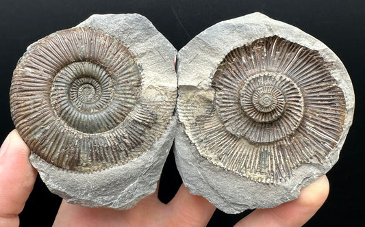 Dactylioceras Ammonite nodule (split pair) Fossil With Box And Stand - Whitby, North Yorkshire Jurassic Coast Yorkshire Fossils