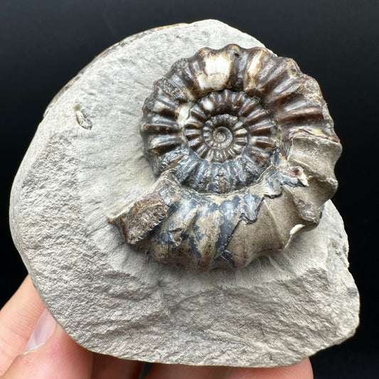 Androgynoceras maculatum ammonite fossil with box and stand - Whitby, North Yorkshire Jurassic Coast Yorkshire Fossils