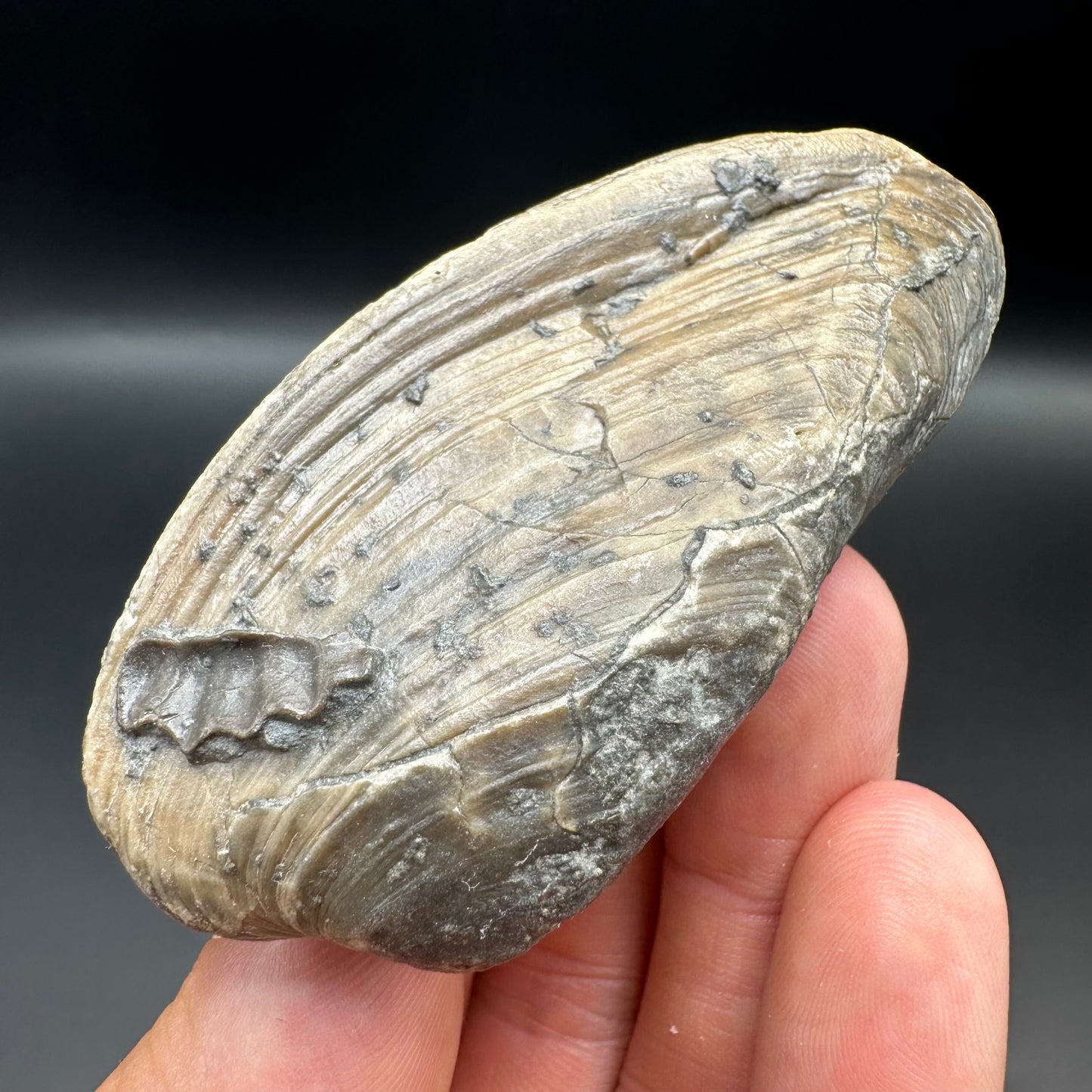 Shell fossil with box and stand - Whitby, North Yorkshire, Jurassic Coast, Yorkshire Fossils