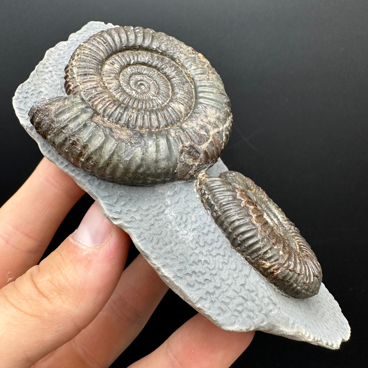Dactylioceras Ammonite Fossil With Stand - Whitby, North Yorkshire Jurassic Coast Yorkshire Fossils
