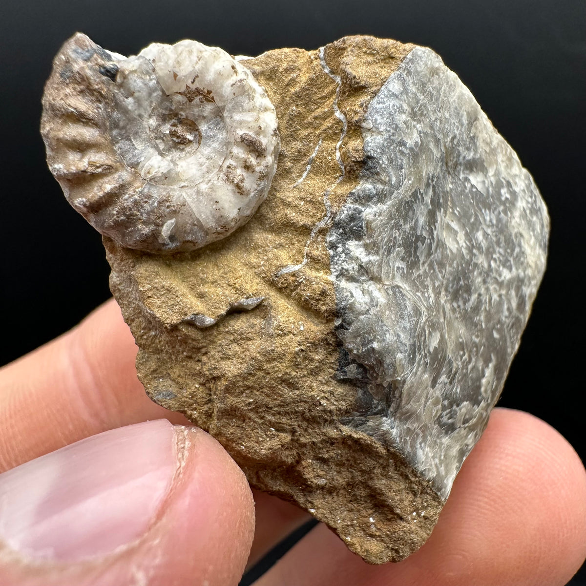 Androgynoceras capricornus Ammonite Fossil With Stand - Whitby, North Yorkshire Jurassic Coast Yorkshire Fossils