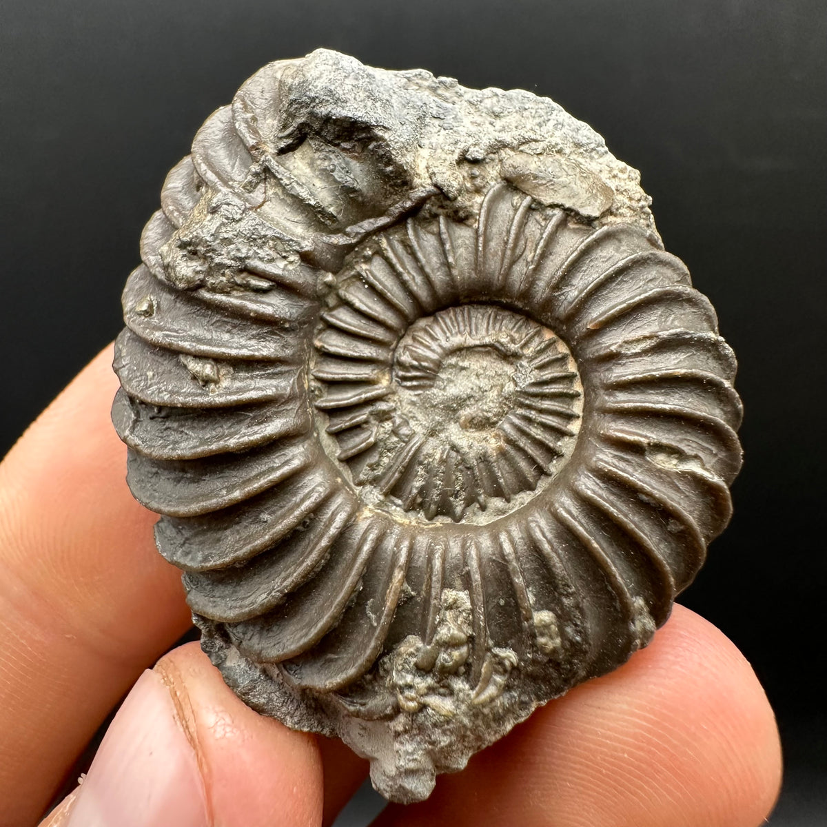 Schlothemia sp. ammonite fossil with box and stand - Whitby, North Yorkshire Jurassic Coast, Yorkshire fossils