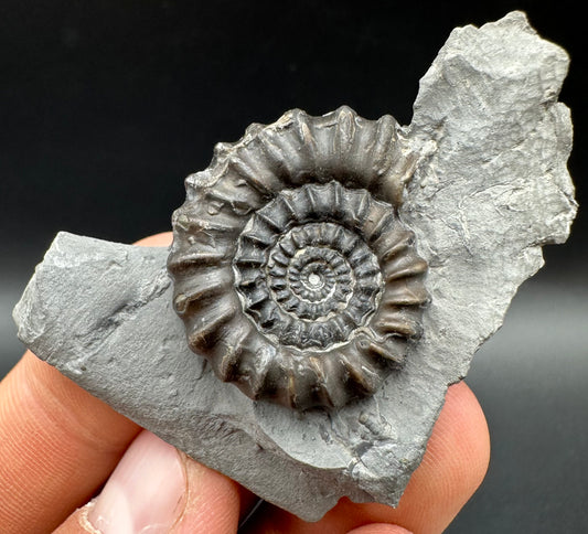 Gagaticeras Ammonite fossil with box and stand - Whitby, North Yorkshire Jurassic Coast Yorkshire Fossils