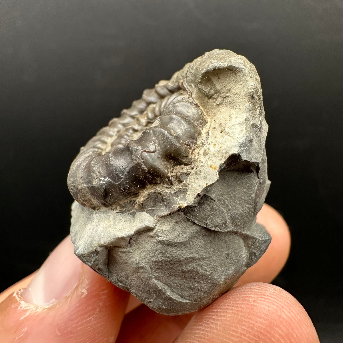 Gagaticeras Ammonite fossil with box and stand - Whitby, North Yorkshire Jurassic Coast Yorkshire Fossils