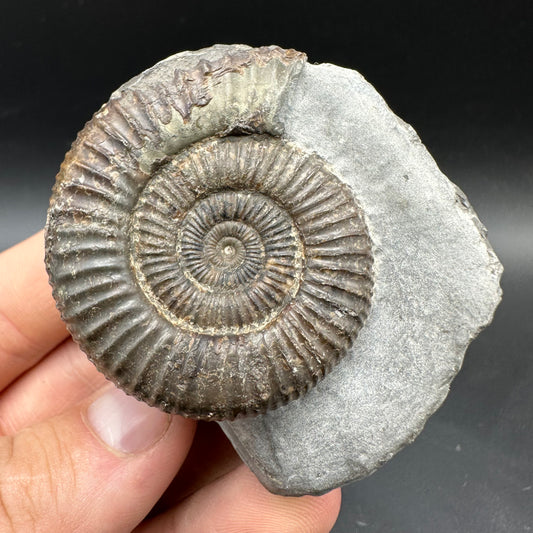 Dactylioceras Ammonite Fossil With box and Stand - Whitby, North Yorkshire Jurassic Coast Yorkshire Fossils