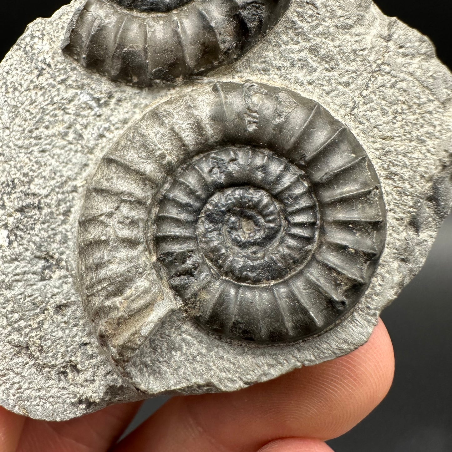 Arnioceras ammonite shell fossil with box and stand - Whitby, North Yorkshire Jurassic Coast Yorkshire Fossils