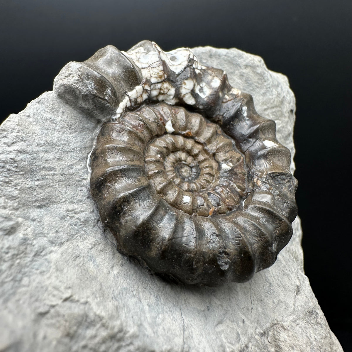 Androgynoceras maculatum ammonite fossil with stand - Whitby, North Yorkshire Jurassic Coast Yorkshire Fossils